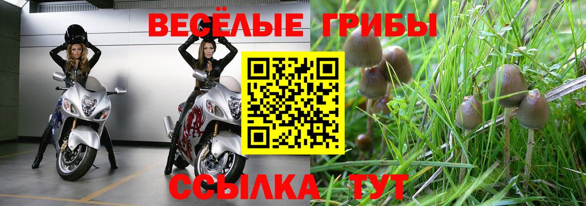 Псилоцибиновые грибы Psilocybe Шадринск